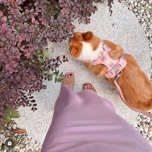 NEW Wild One pink harness and leash set size XS